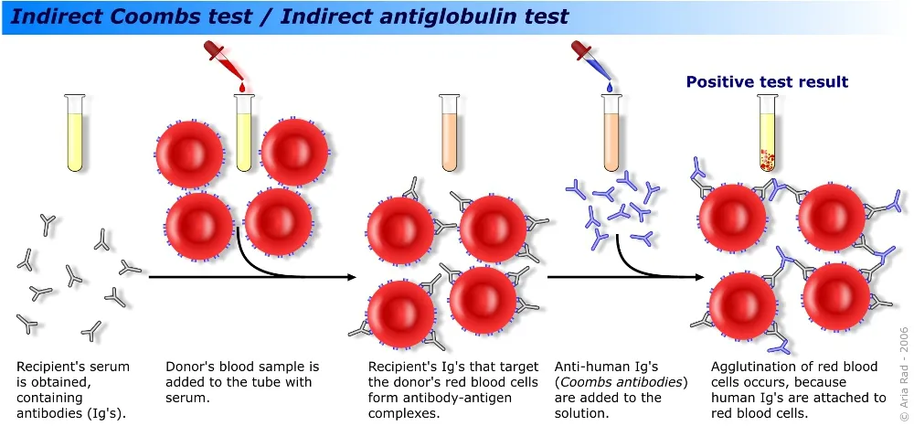 Coombs_test_schematic_2.png