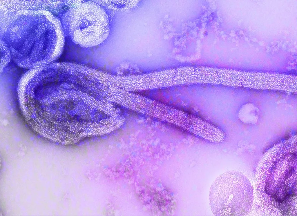 cdc-7CQFCHoFL-o-unsplash-1024x745.jpg