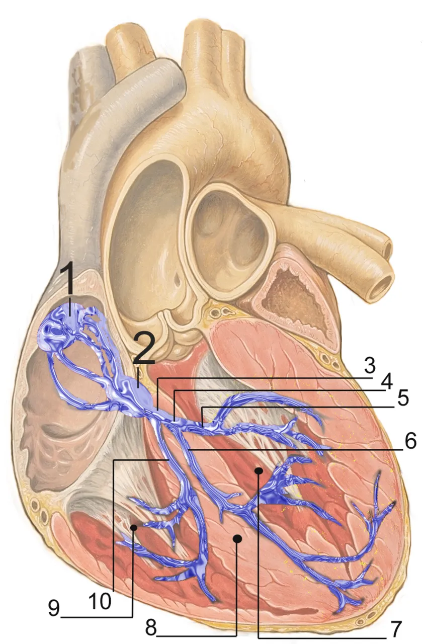 2000px-RLS_12blauLeg.png