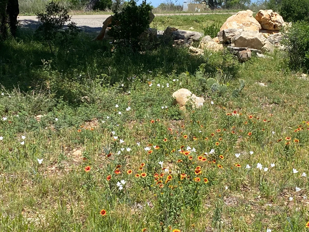 in a section closer to the road white flowers are blooming.PNG