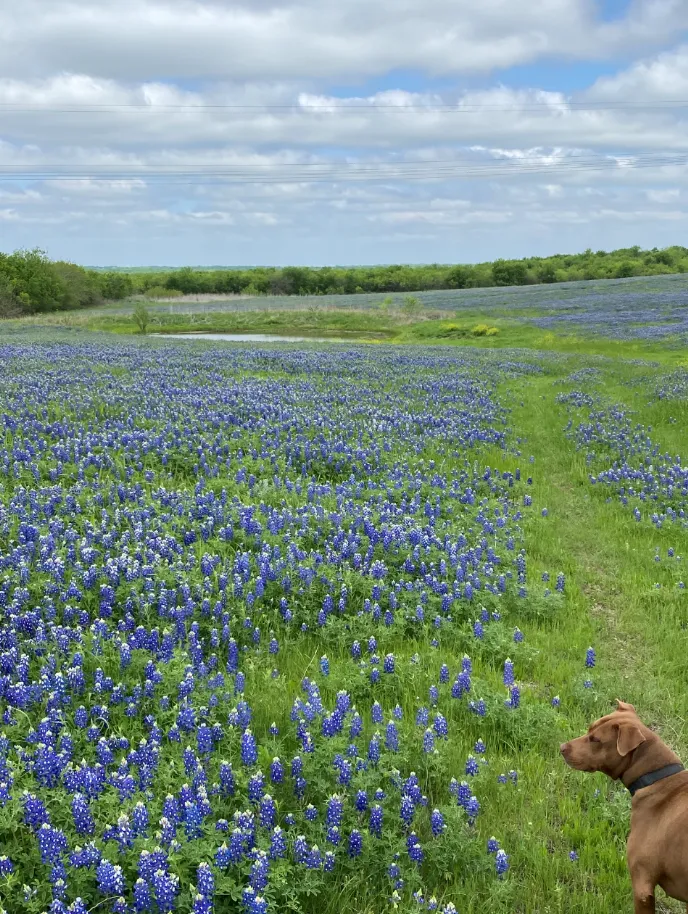 bluebonnets.PNG