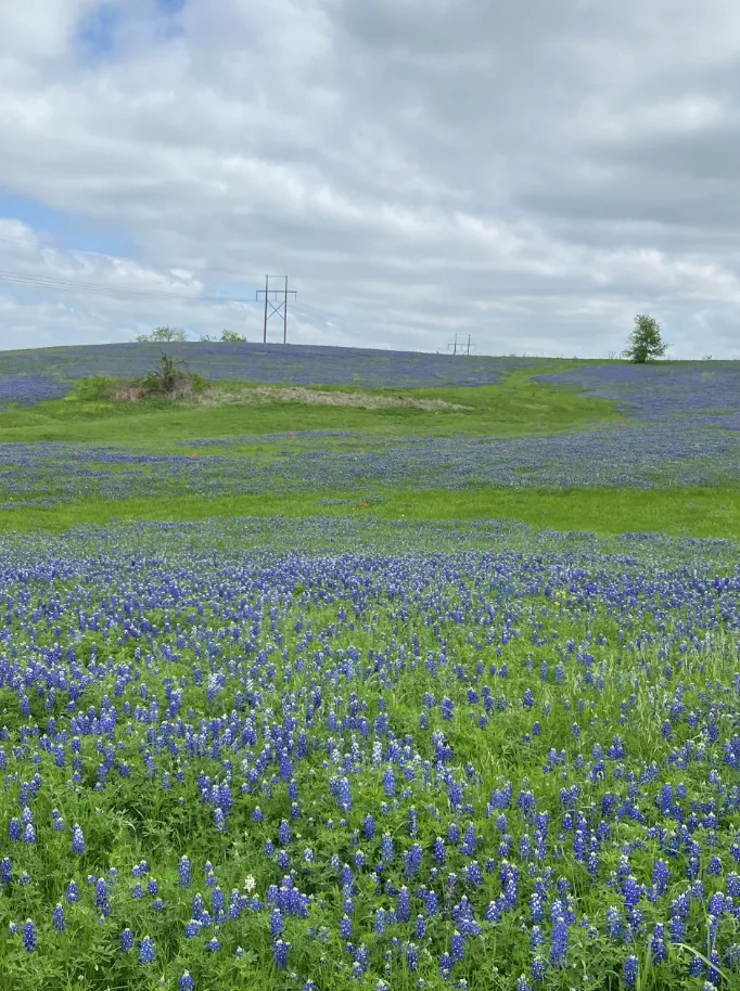 bluebonnets 2.PNG