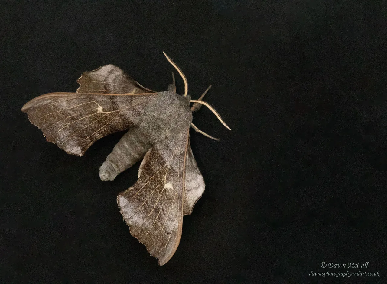9th June 2021_ Poplar Hawk-moth_ Silverdale_ 02_ Watermarked_ Small.jpg