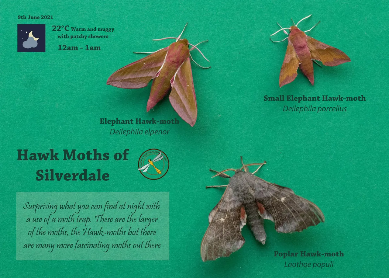 Hawk Moths od Silverdale.jpg