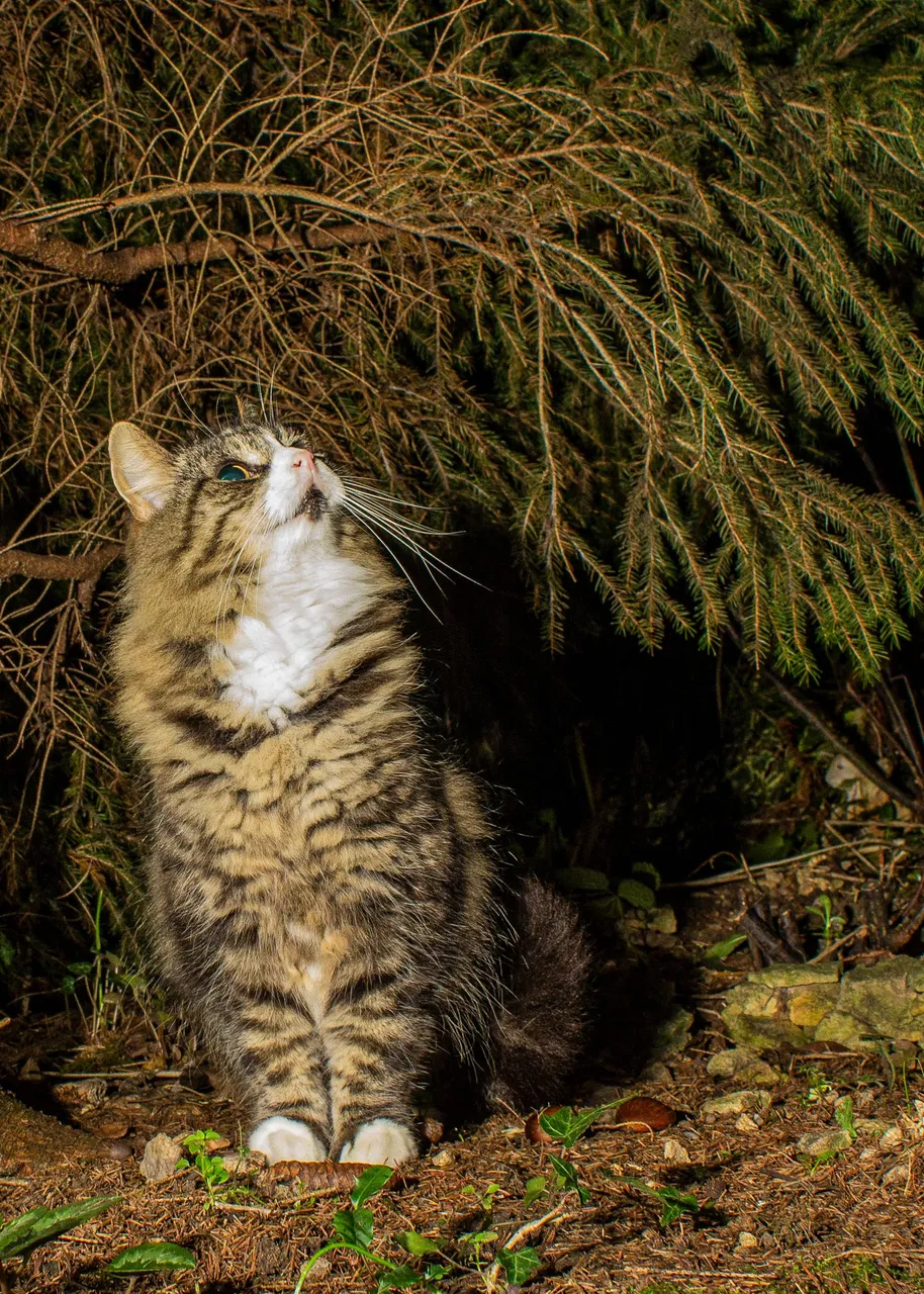 6th January 2019_ Cat_ Bunkers Hill Garden_ 04 Cropped.jpg