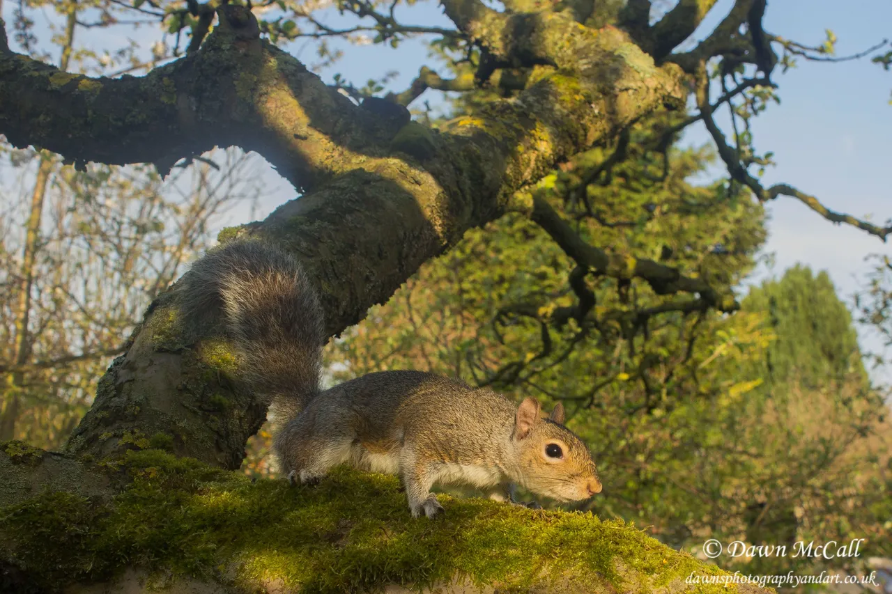 22nd April 2018_ Grey Squirrel_DSLR Camer Trap_Bukers Hill Garden Garden _01_ Watermarked.jpg