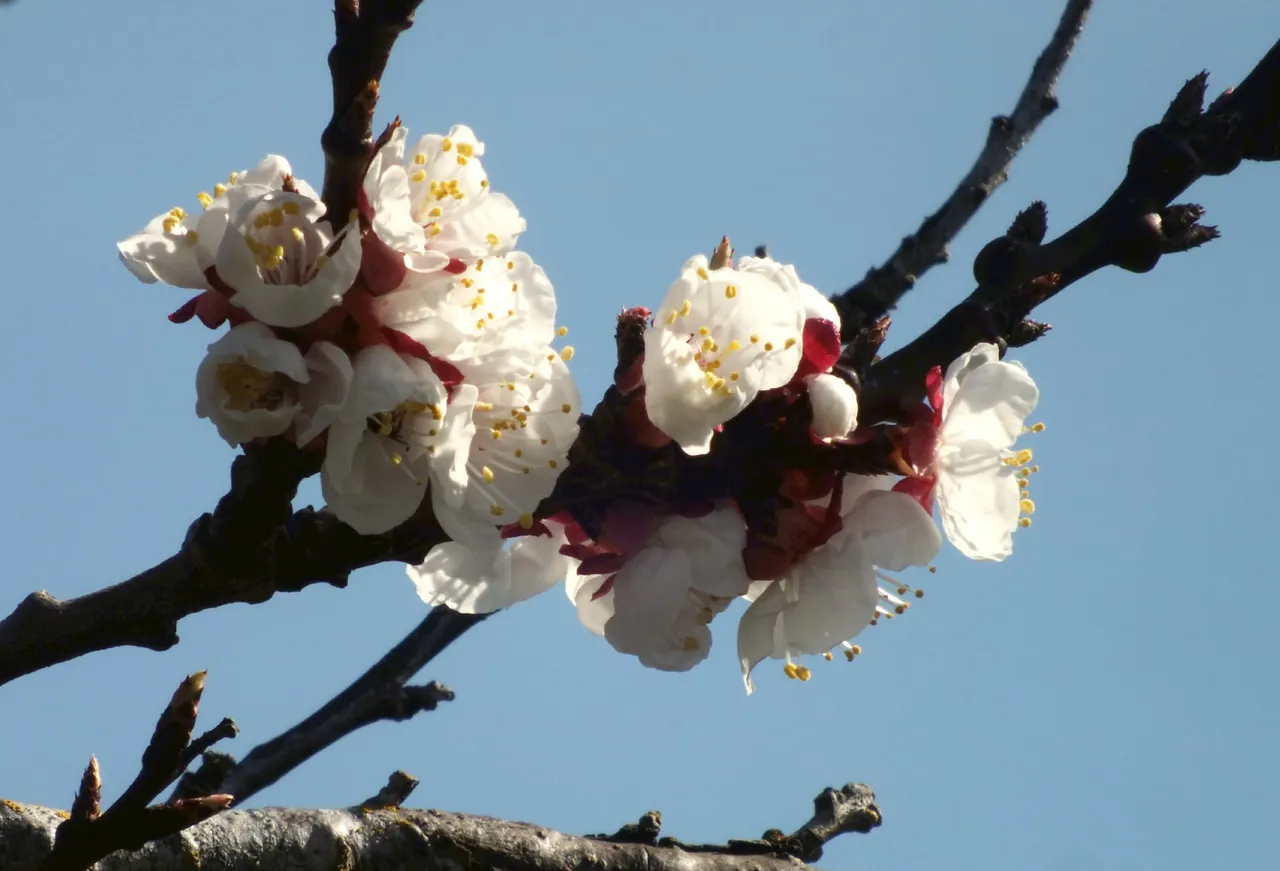0208-ApricotBlossoms.jpg