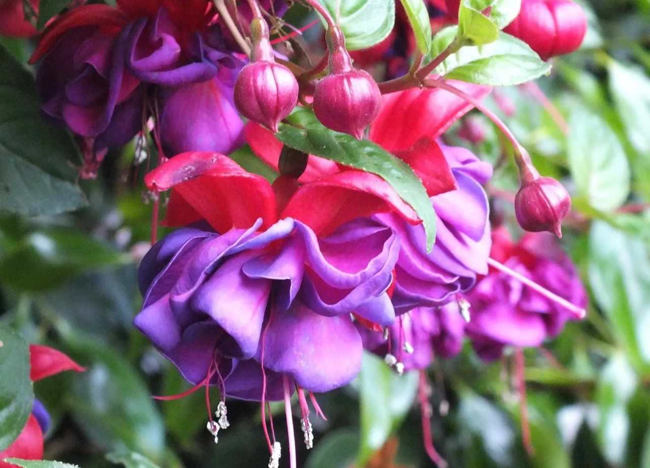 Fuchsia-03s.JPG