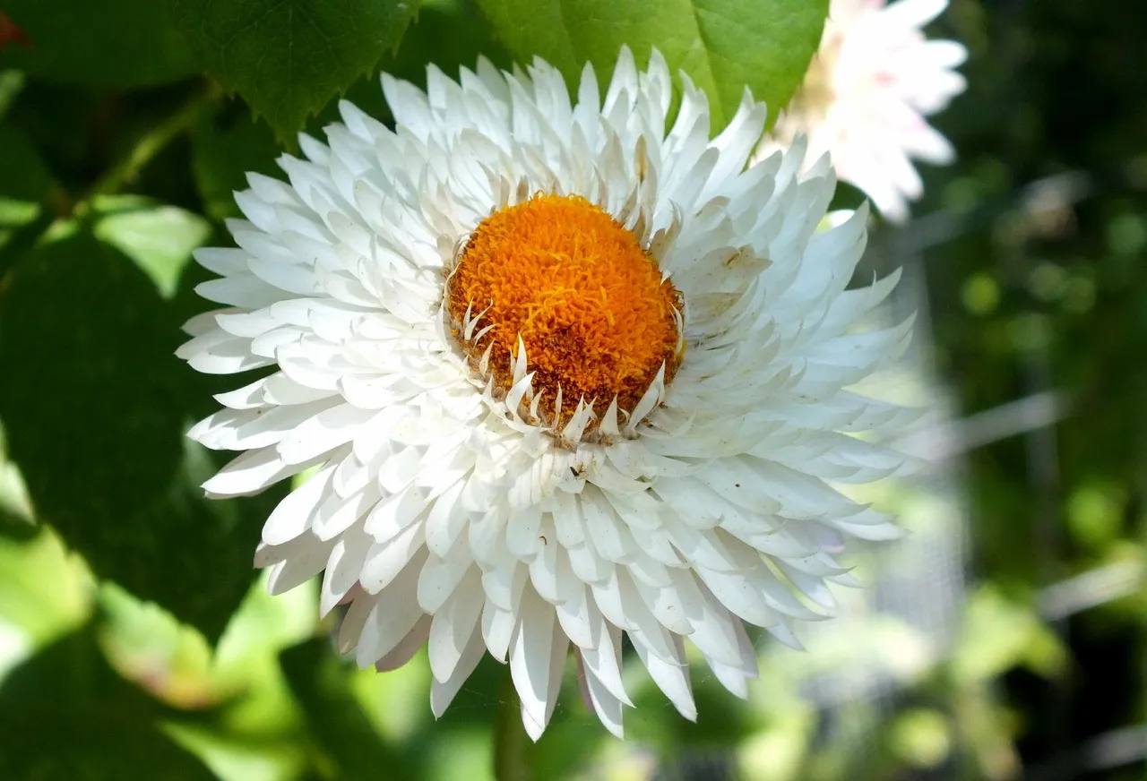 x393-WhiteStrawflower.JPG