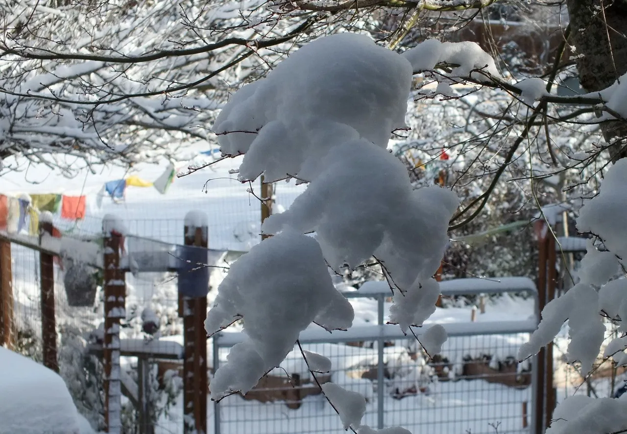 0452-SnowBranch.JPG