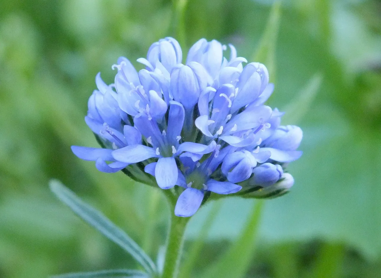 0942-Blue.JPG