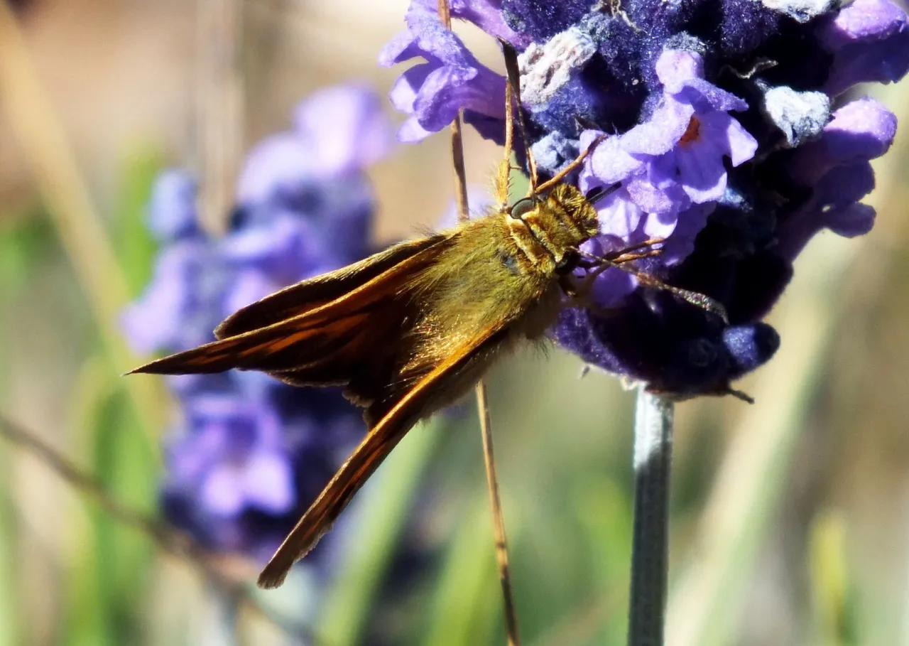 0918-Skipper1.JPG