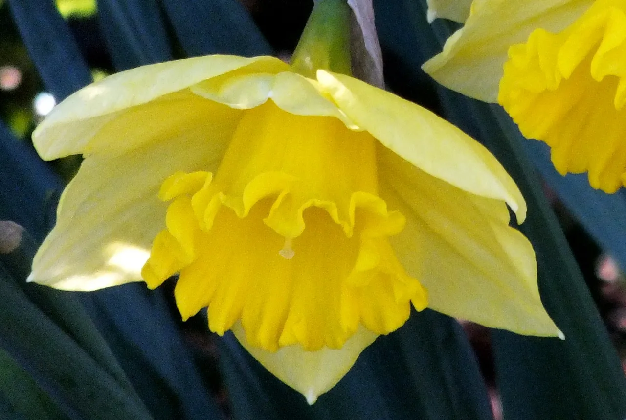 0015-Daffodil.jpg