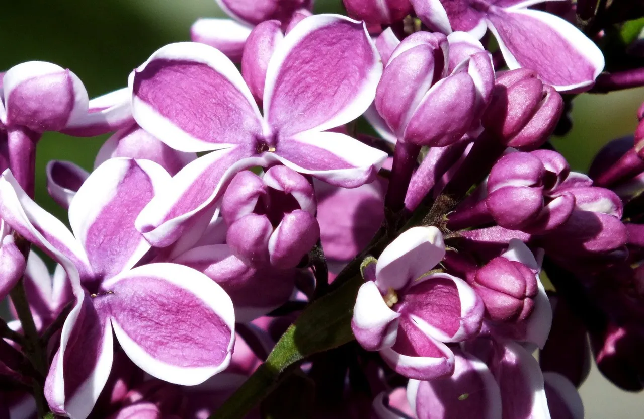 0052-Lilacs.jpg