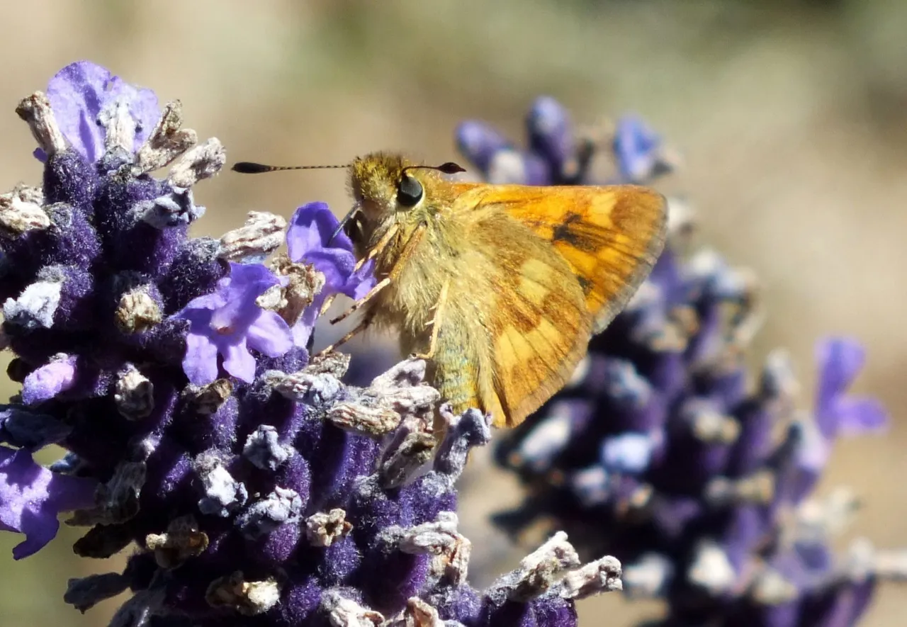 0918-Skipper6.JPG