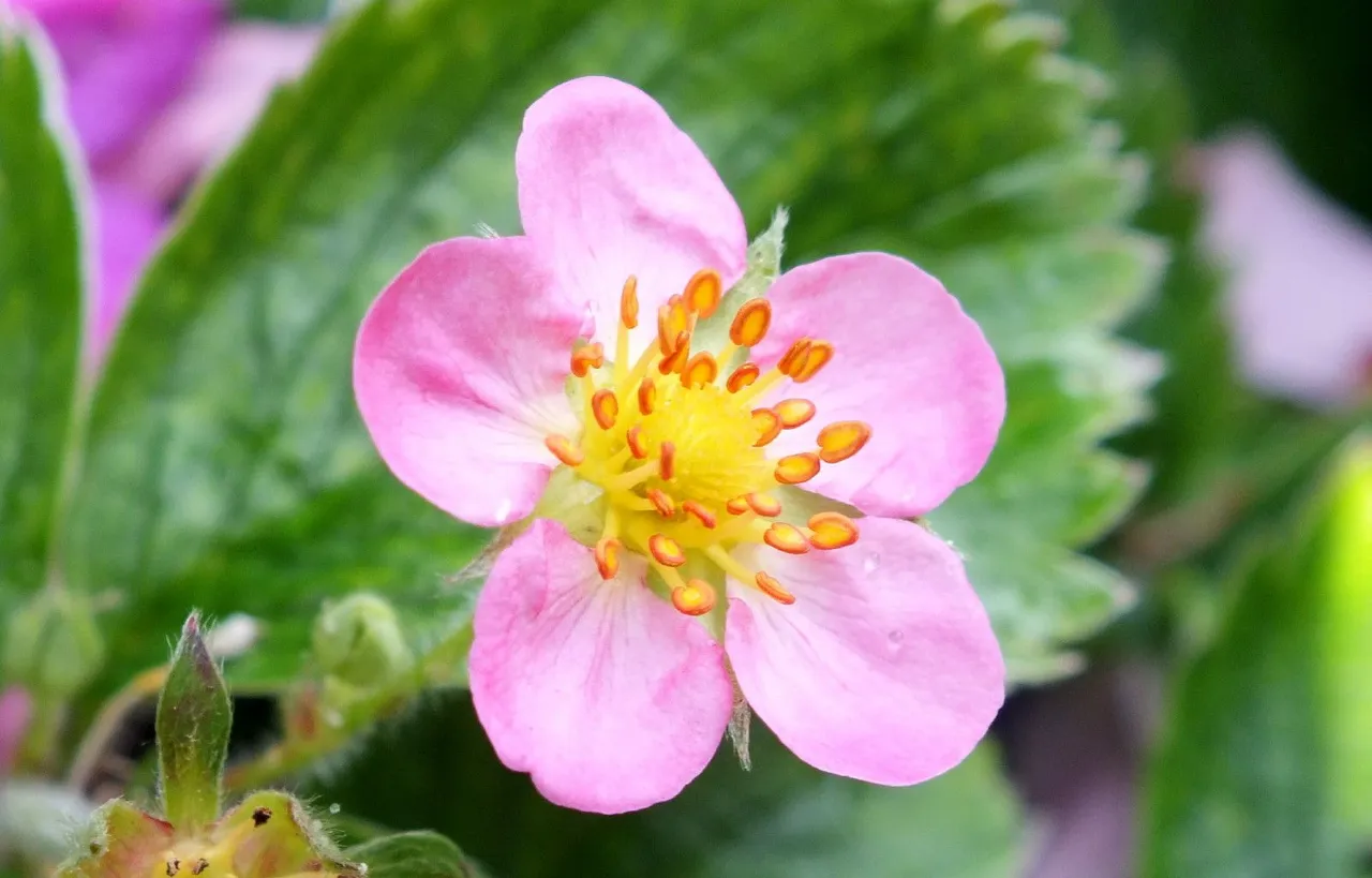 0590-PinkStrawberry.jpg
