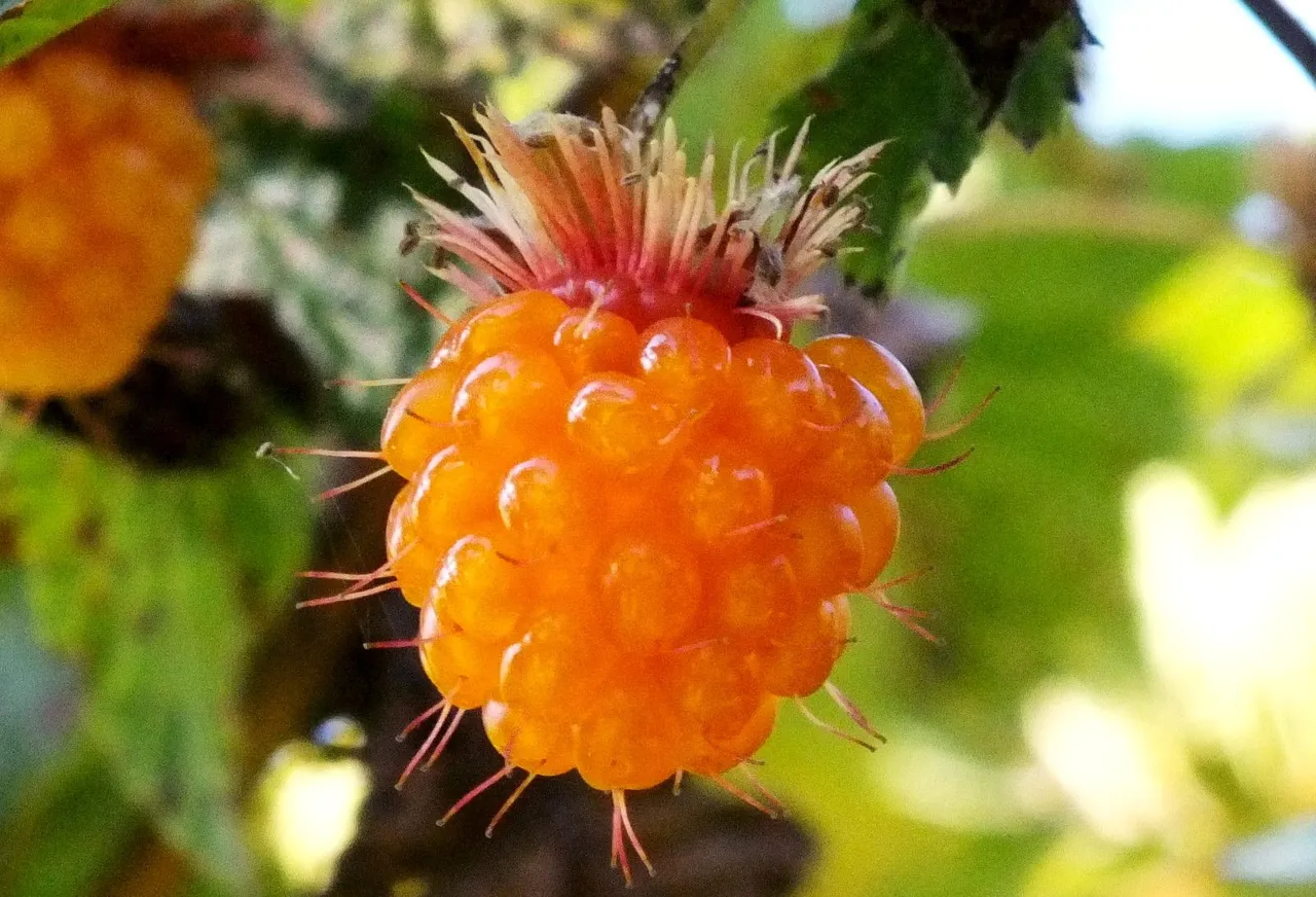 0286-Salmonberry.JPG