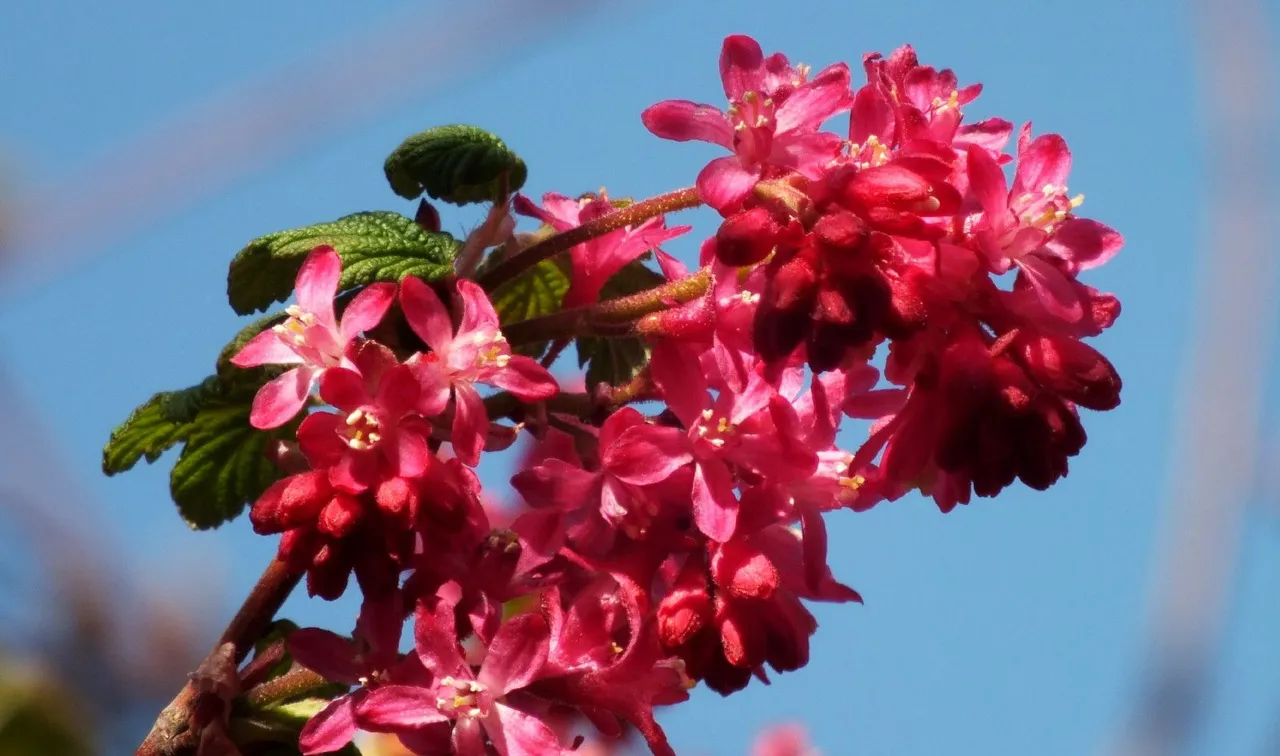 0228-Berries.jpg