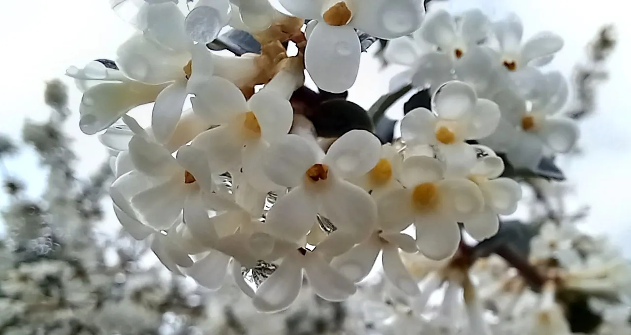 0553-Flowers-Water.jpg