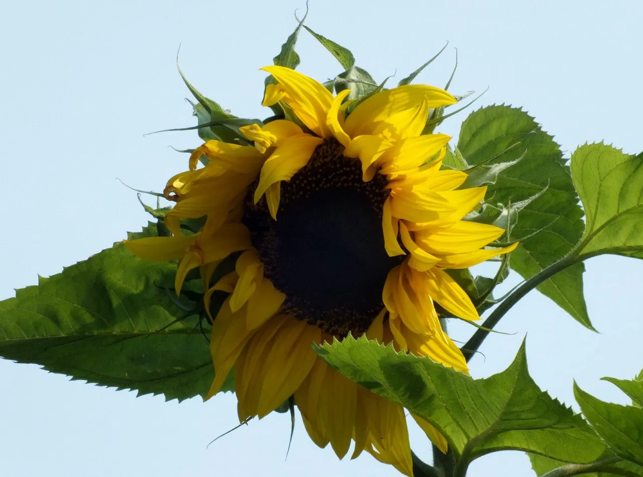 0122-Sunflower2.jpg