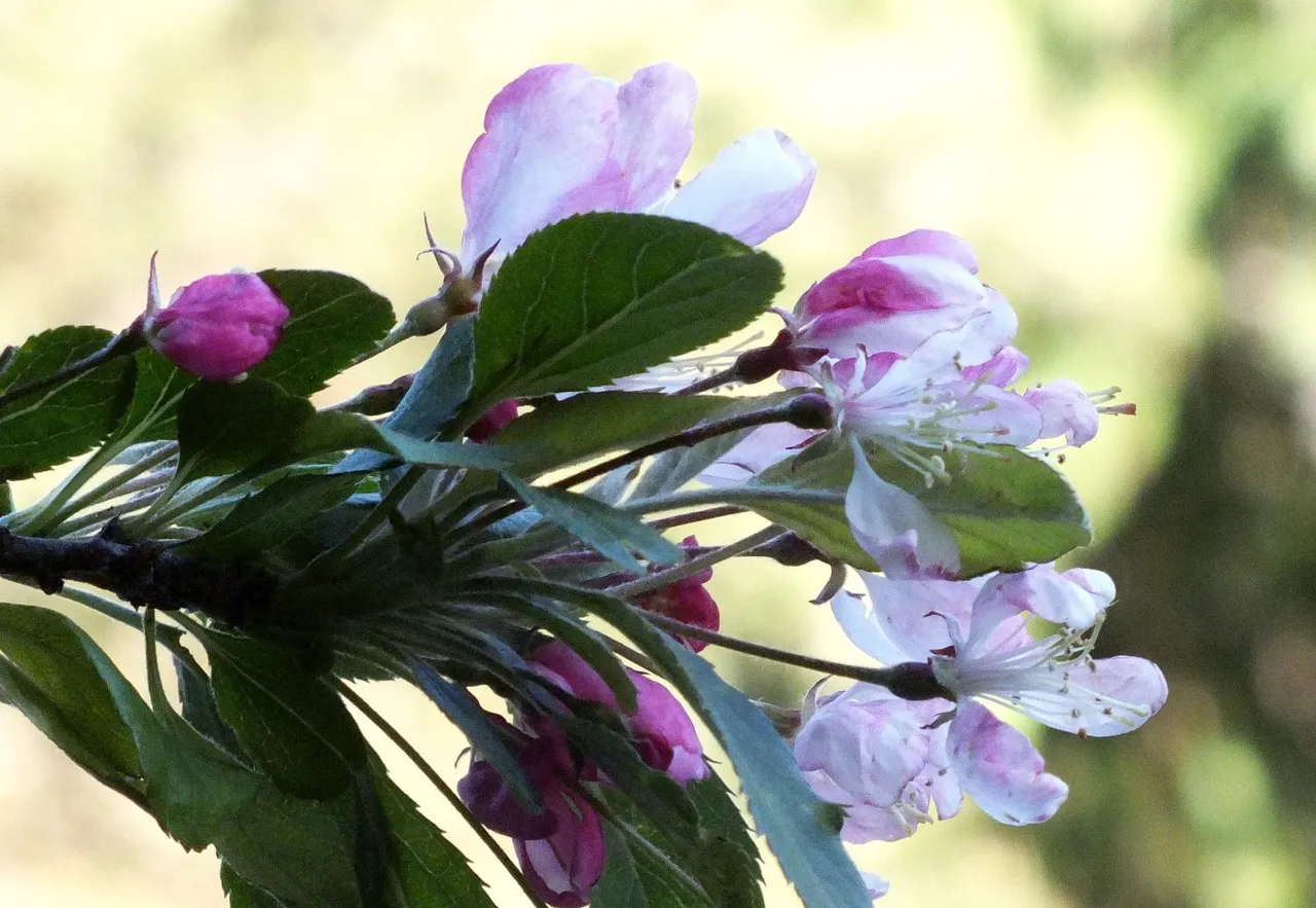 0018-Cherries.jpg