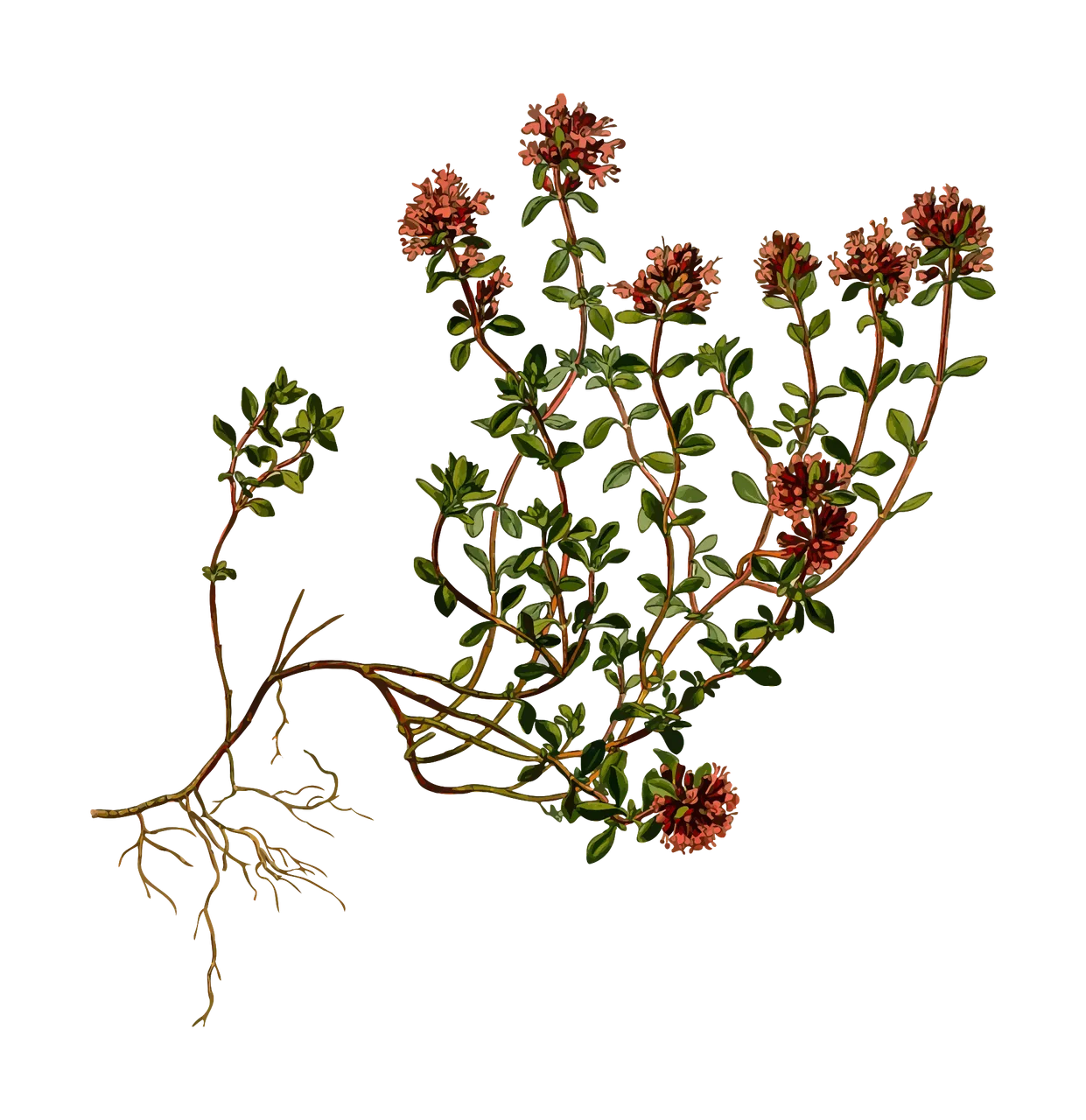 creeping-1300062.png