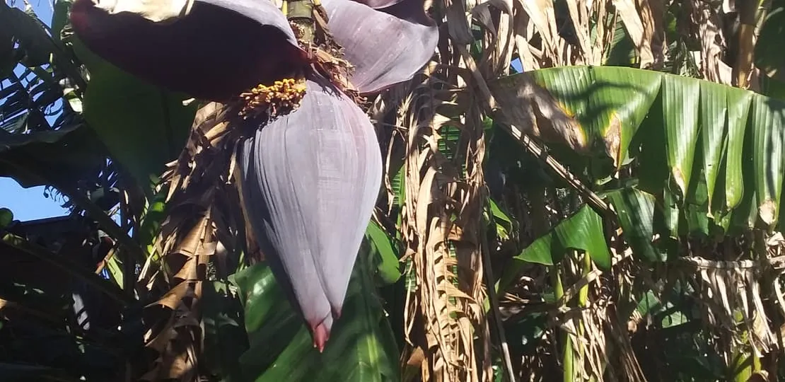 banana-flower.jpg
