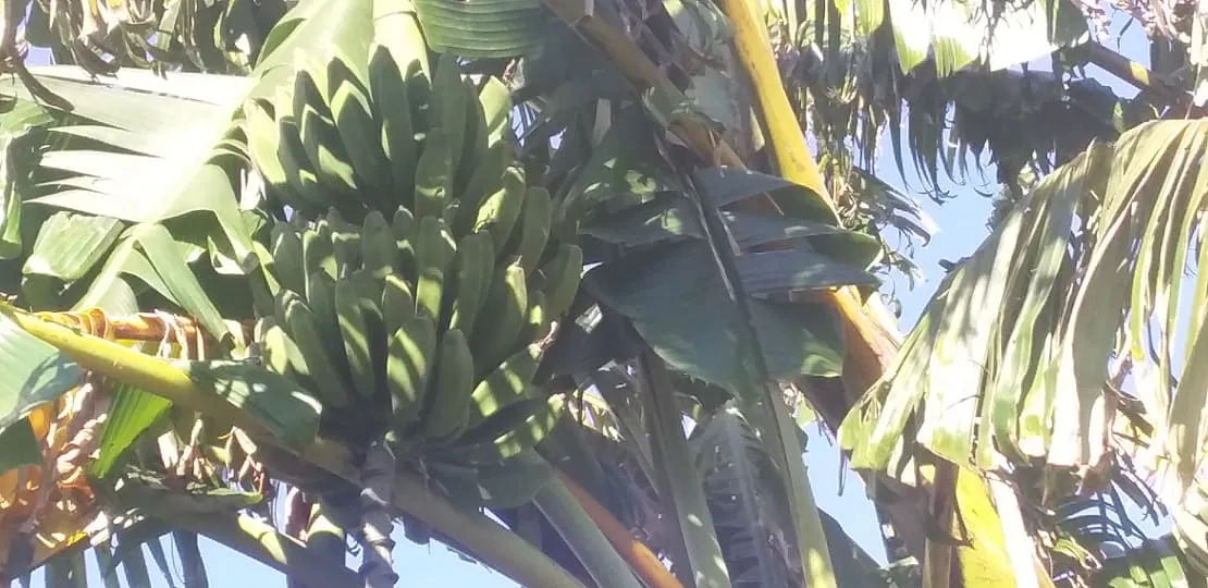 banana-fruit.jpg