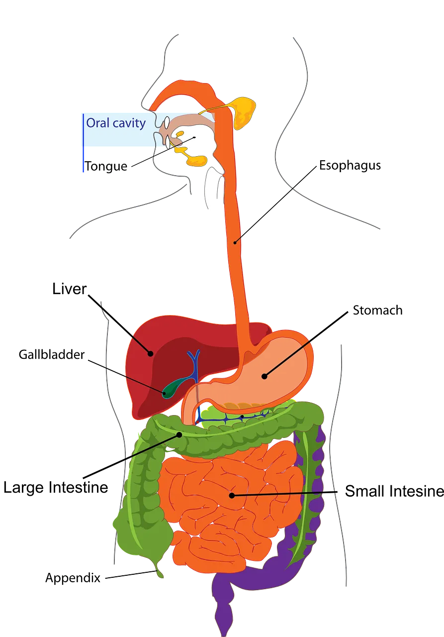 digestion-303364_1280.png