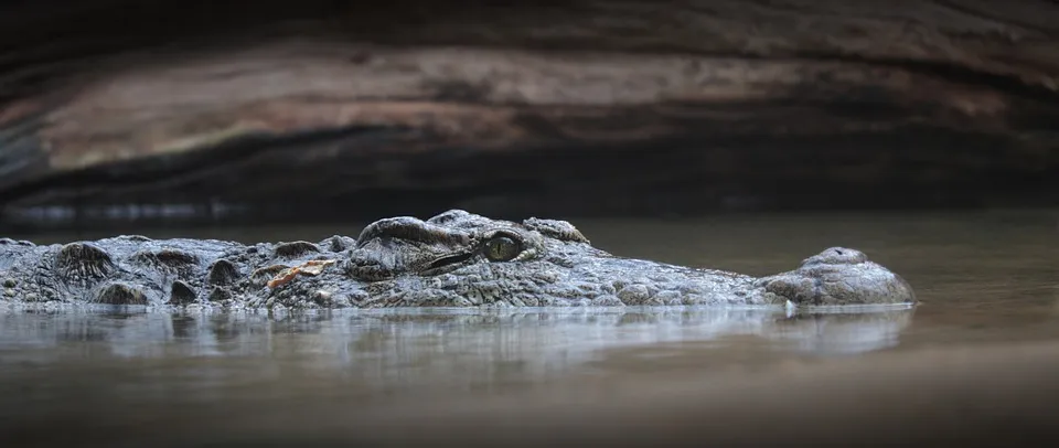 crocodile-3934988_960_720.jpg