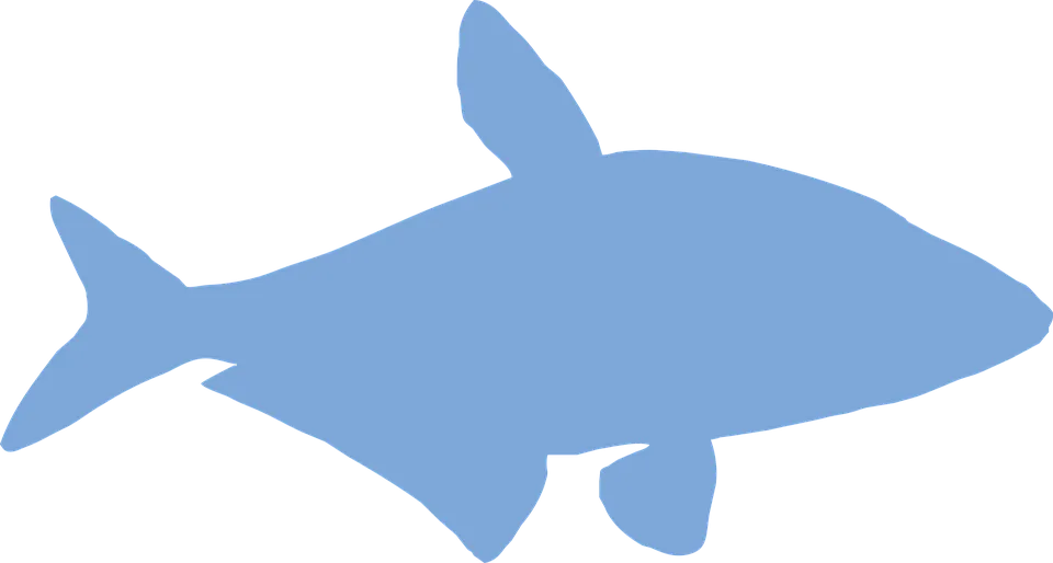 ballerus-6381053_960_720.png