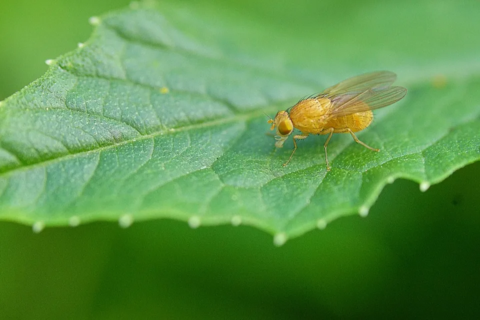 nature-4434601_960_720.jpg