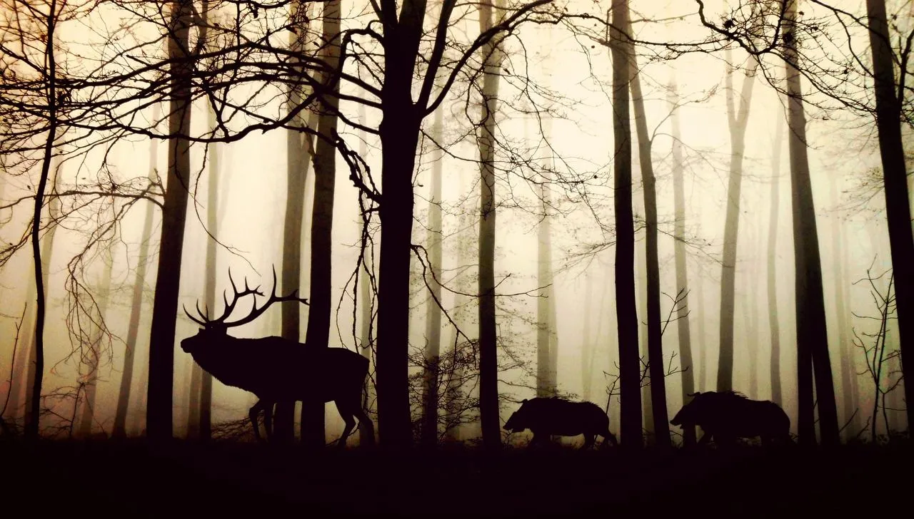 animals-1818690_1280.jpg