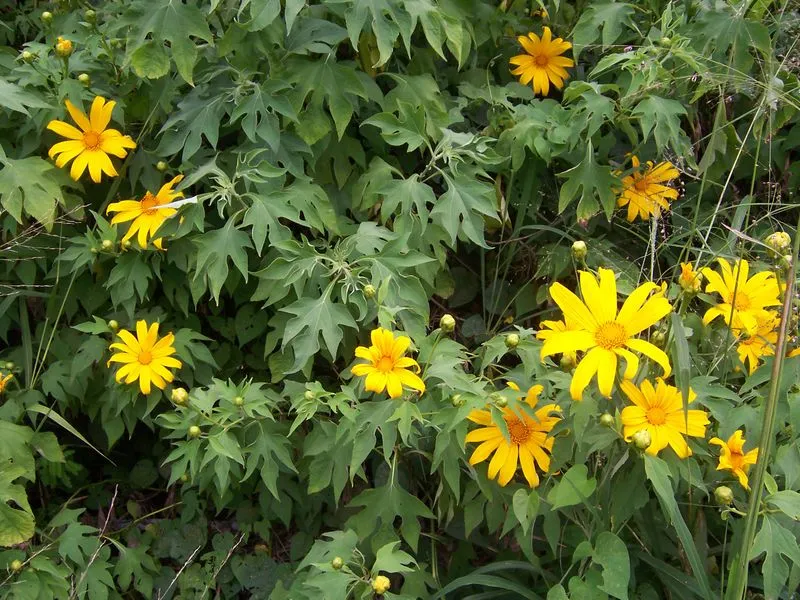 Tithonia_diversifolia.jpg