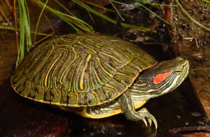 red-eared-tortoise-300x196.png