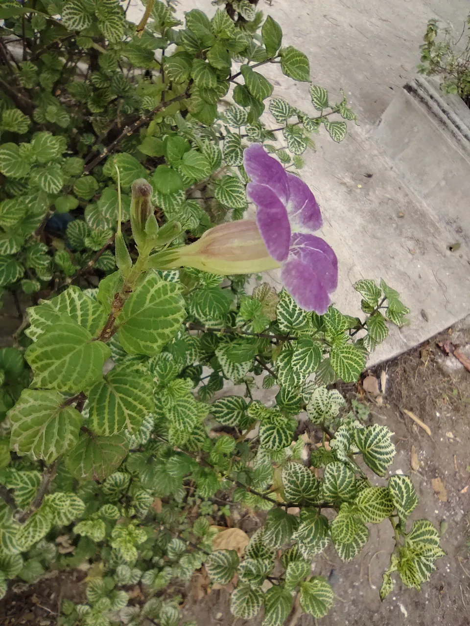 IMG_20230427_112055925.jpg