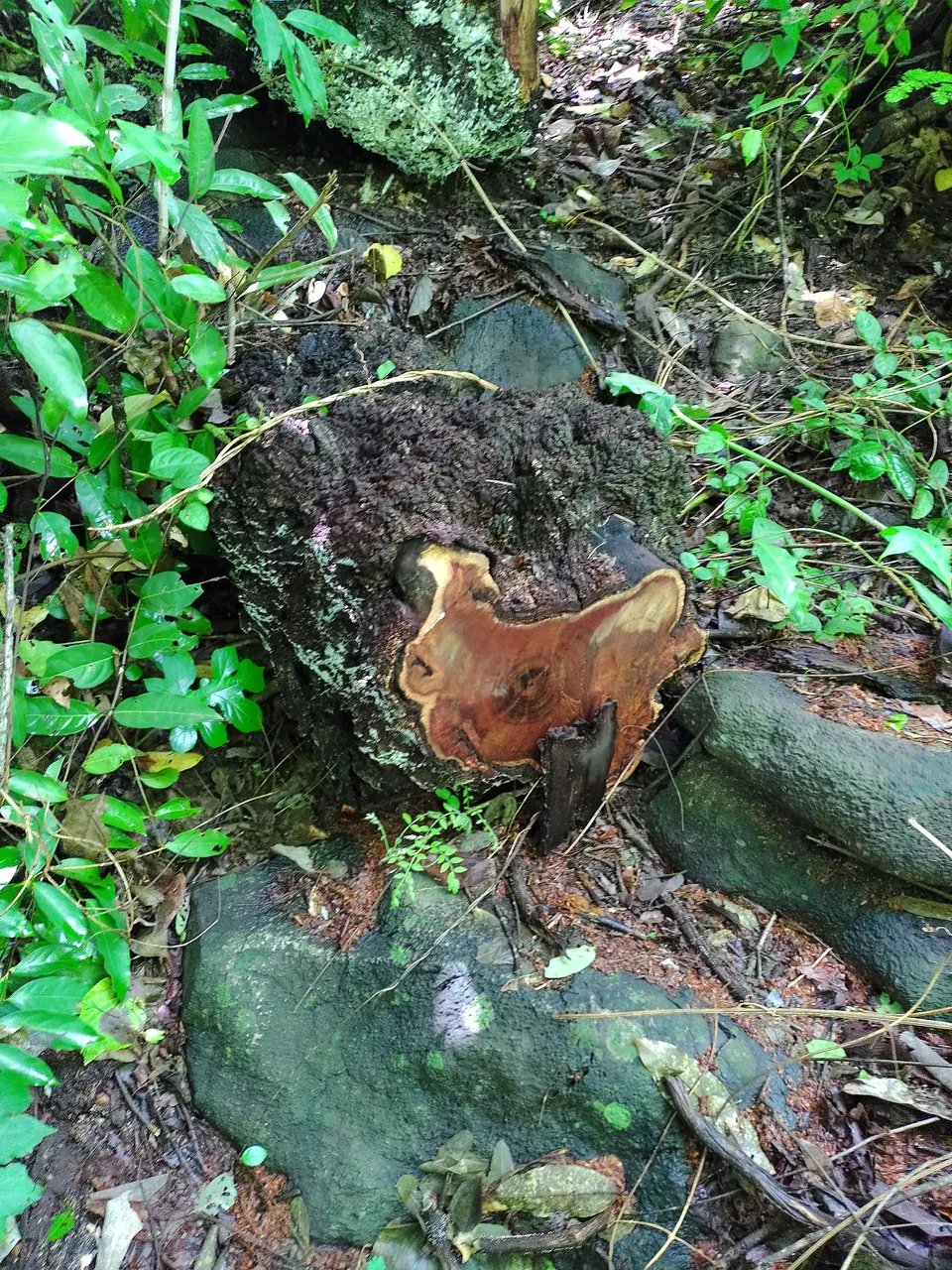 IMG_20220611_102108638.jpg