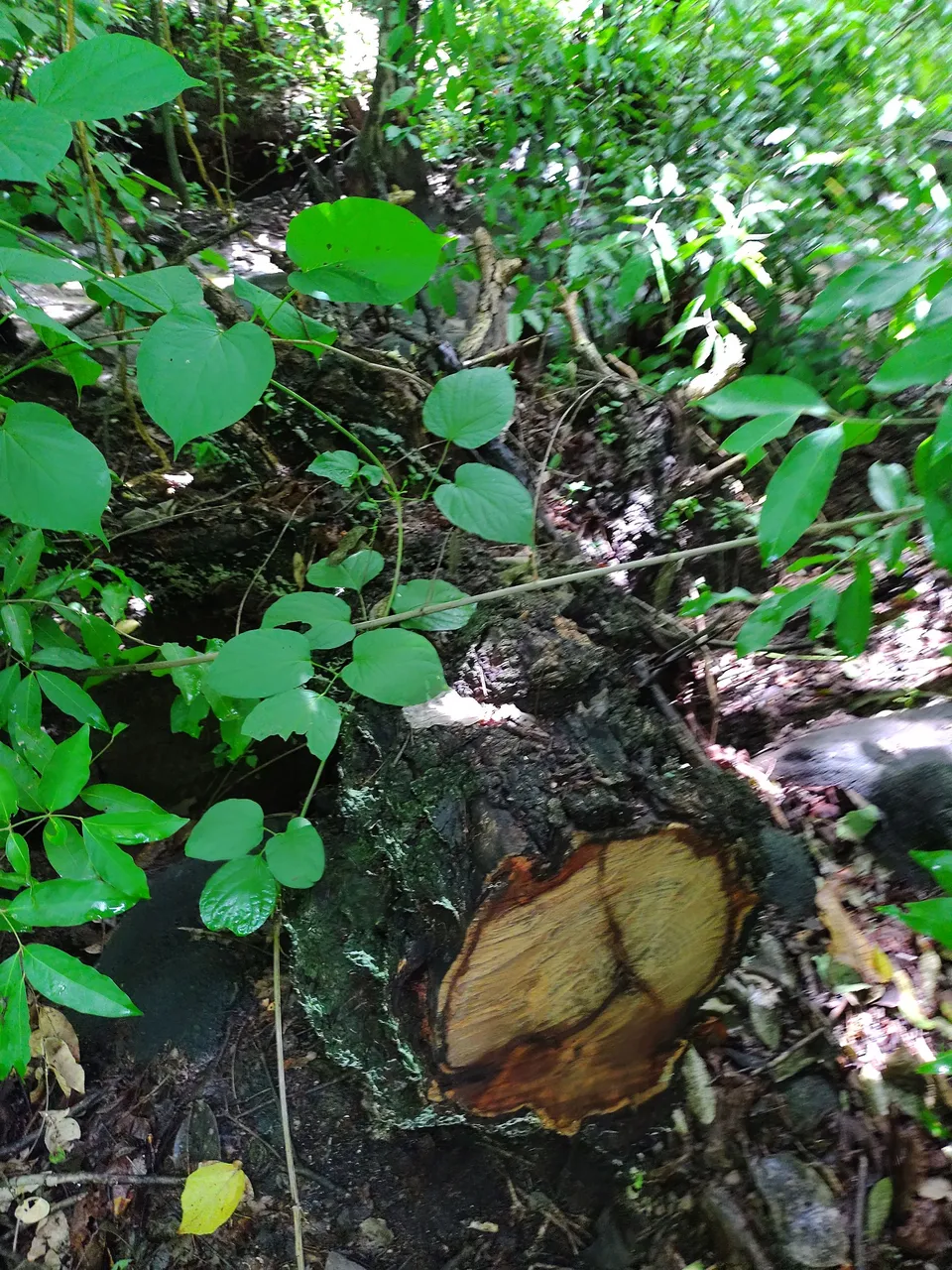 IMG_20220611_102120144.jpg