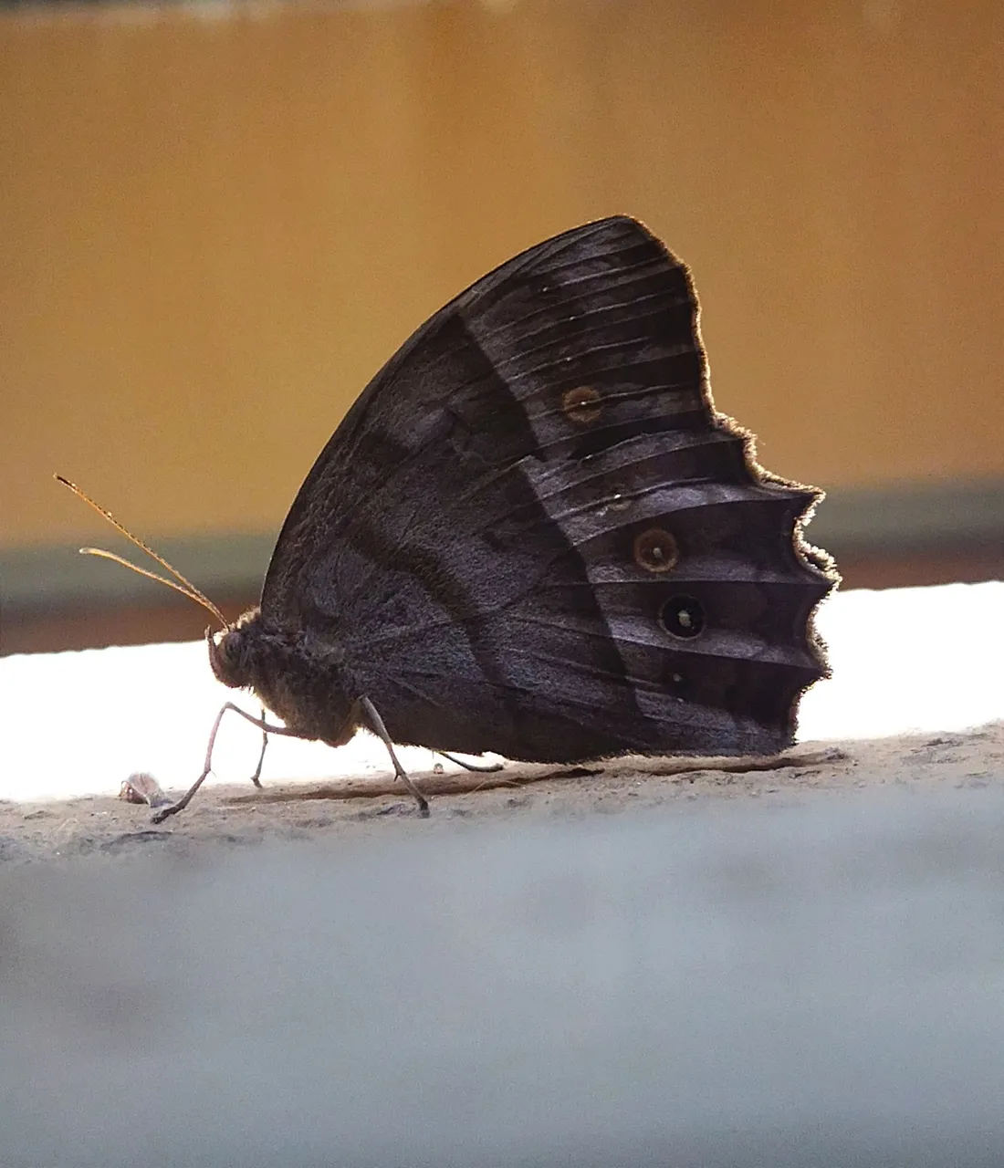 IMG_20250505_175546.jpg