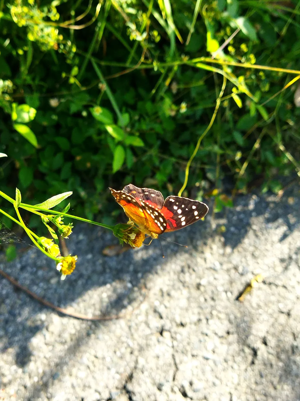 IMG_20250728_161748.jpg