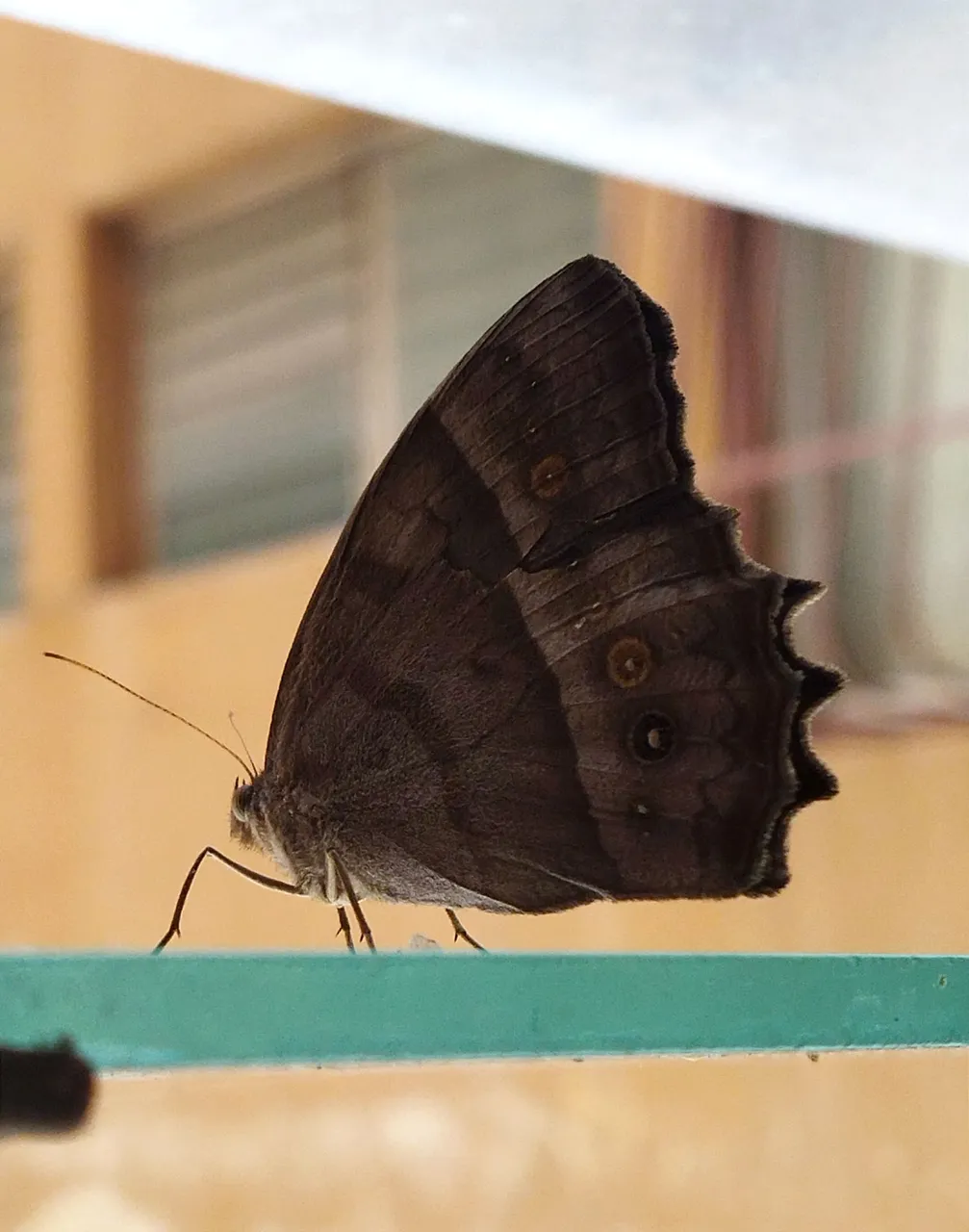 IMG_20250505_172315.jpg