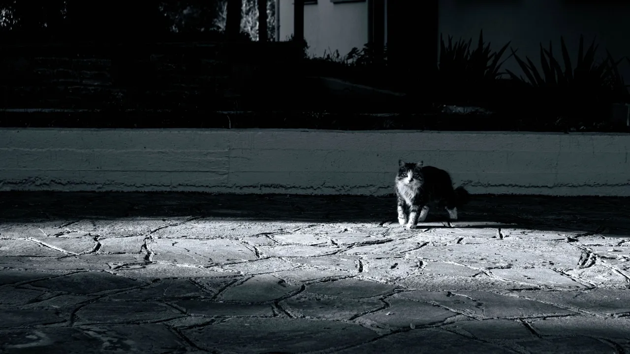 gata (1 of 1).jpg