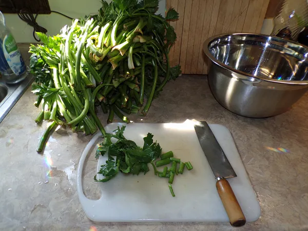 Celery salt  2nd box chopping crop August 2020.jpg