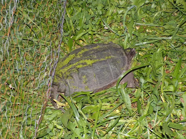 Snapping turtle  pushed outside crop Sept. 2020.jpg