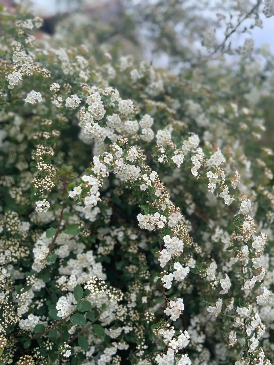 118D349D-9B72-4DA9-9674-F90A748C3670.jpeg