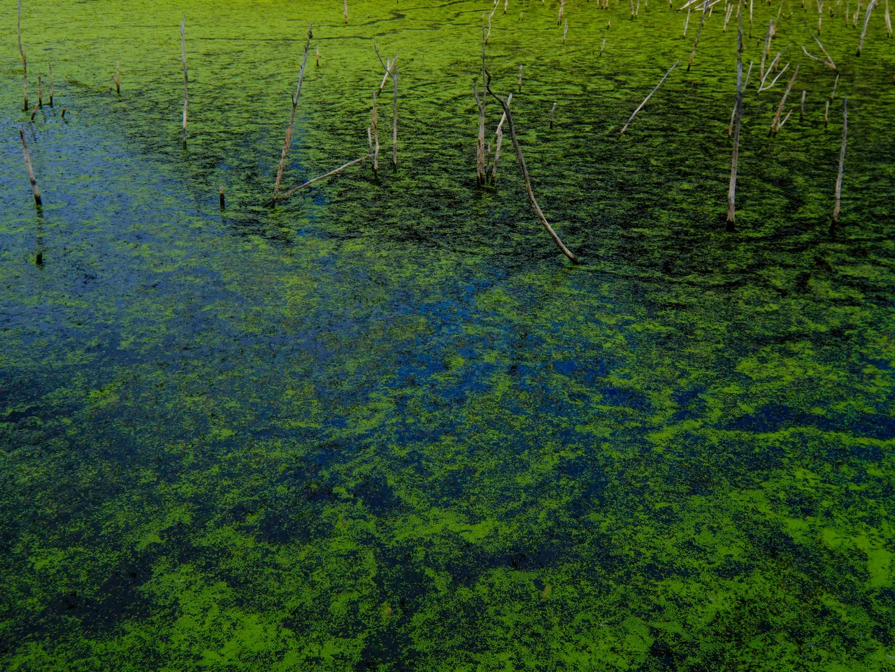 Waimangu - algae on lake 2.jpg