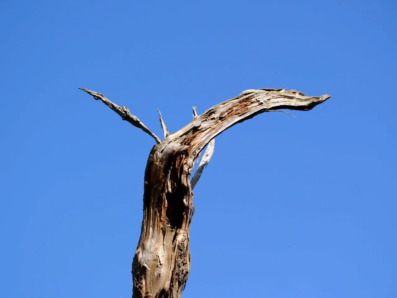 Tree.jpg
