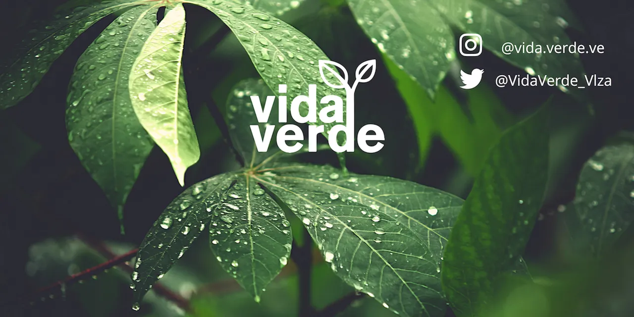 BANNER FB Y HIVE .png