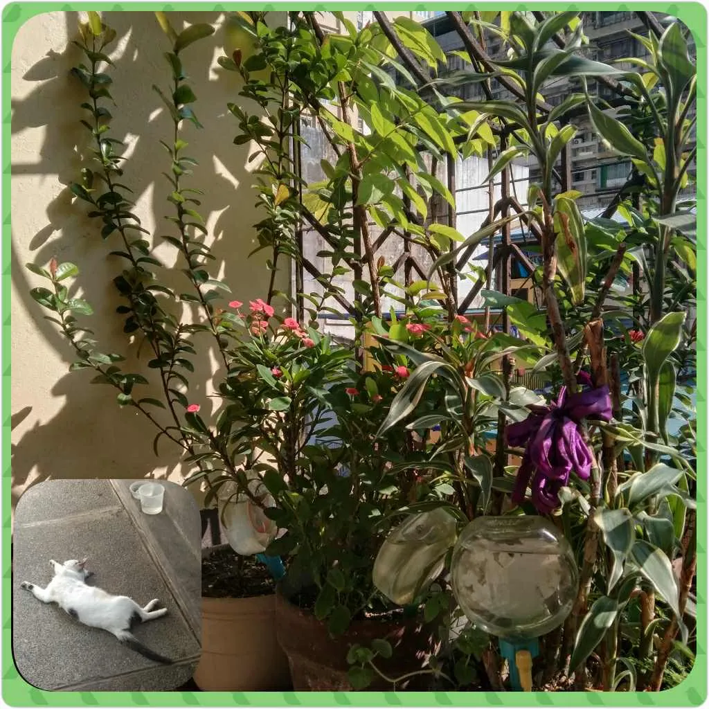 cutietoogarden.jpg