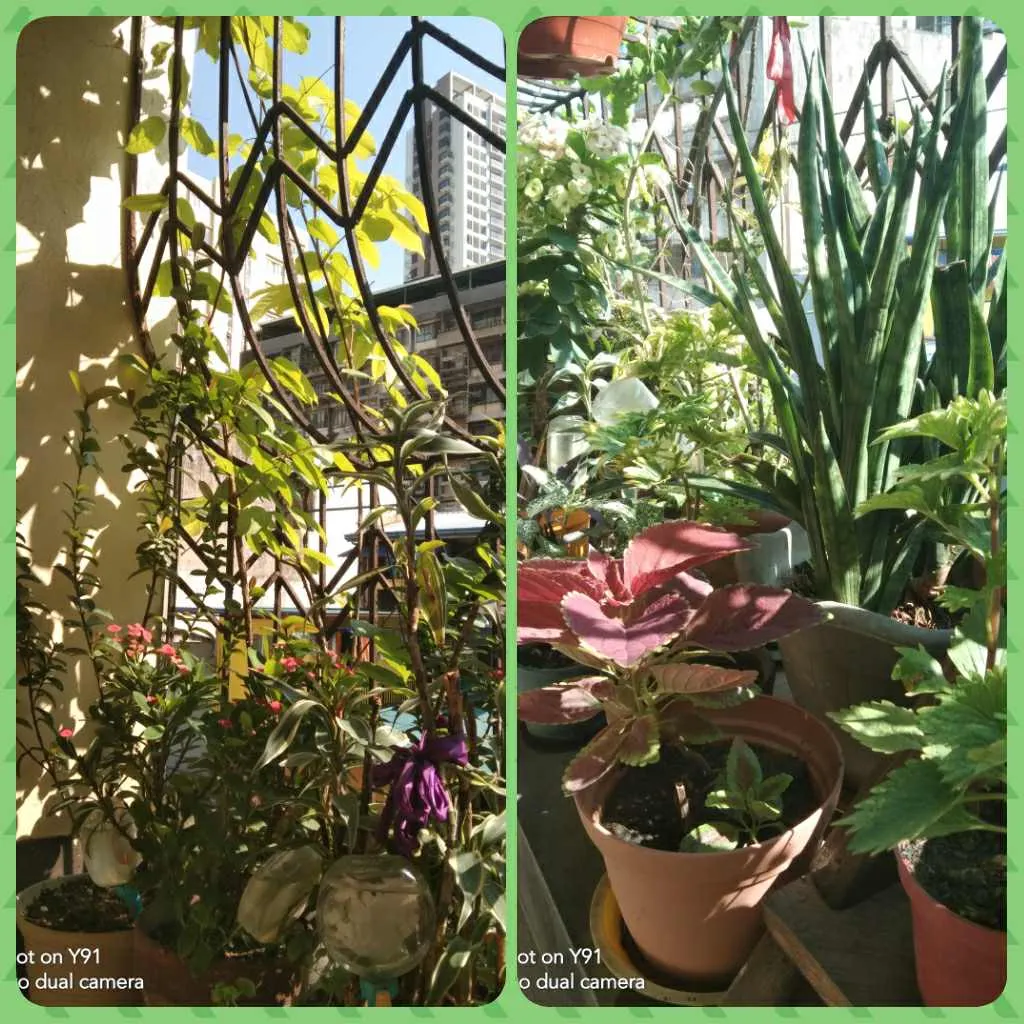 garden1.jpg